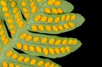 Fronde de Polypode face inférieure montrant les amas de sporanges